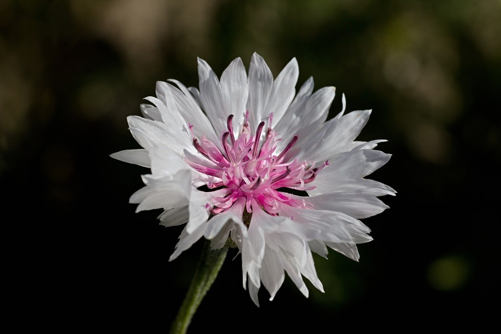 akkerranden akkerrand bloem bloemen flora hdr polder gewas landbouw biodiversiteit landschap cannabis wiet marihuana hasj hennep